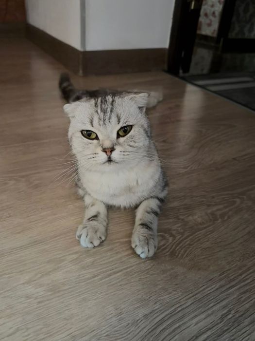 Шотландские вислоухие