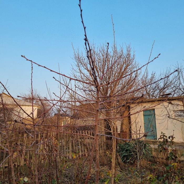 Арча ва гилос кочатлари