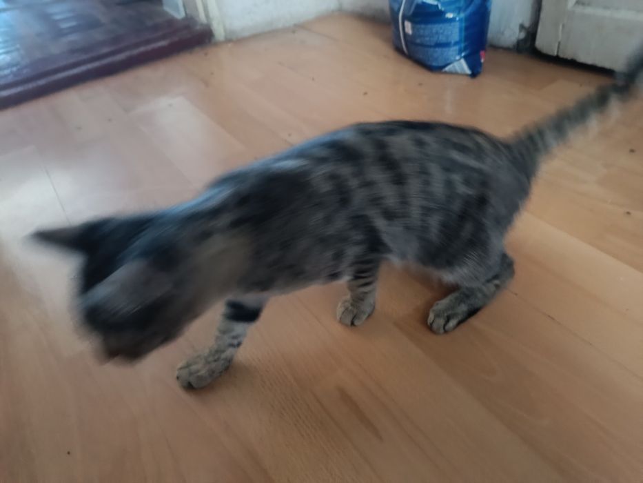 Отдам котенка подростка, самец.