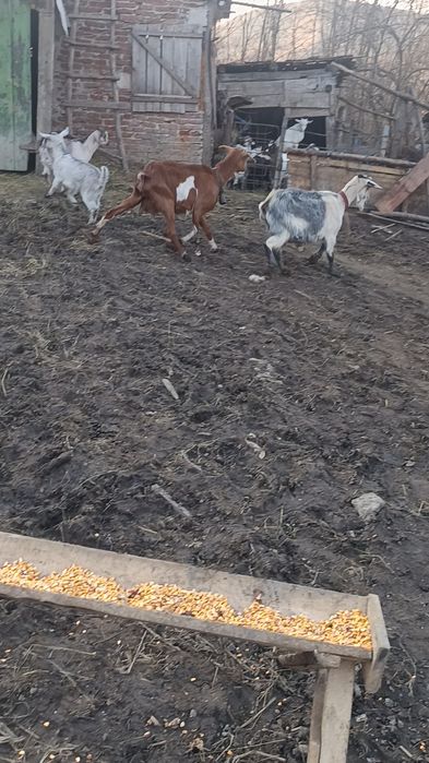 Vând 2 capre cu 3 iede capre bune de lapte