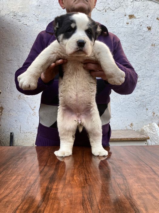 Щенок Алабая ( девочка ) чистокровная