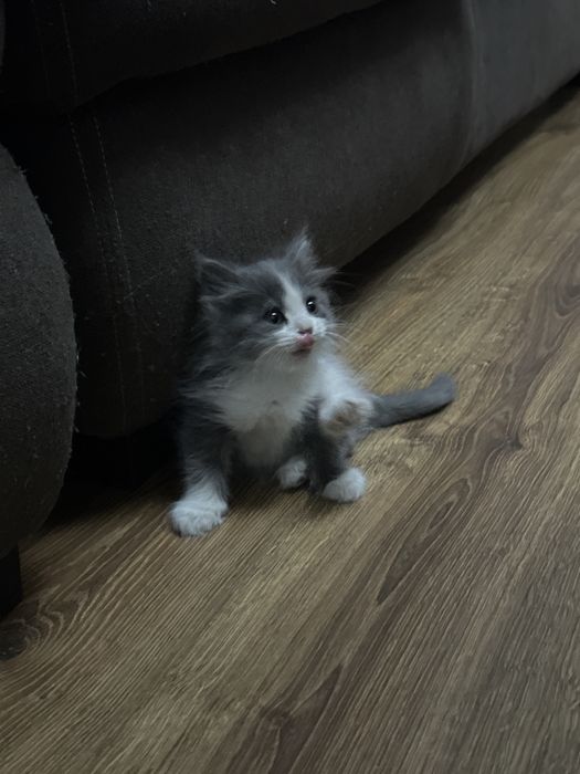 Котята. Котики в добрые руки