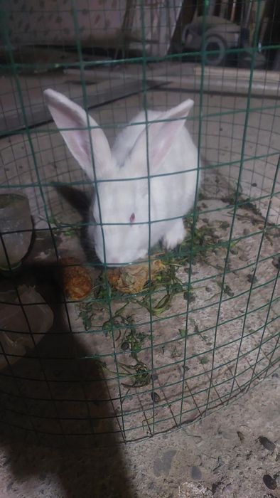 quyon sotilad srochniy