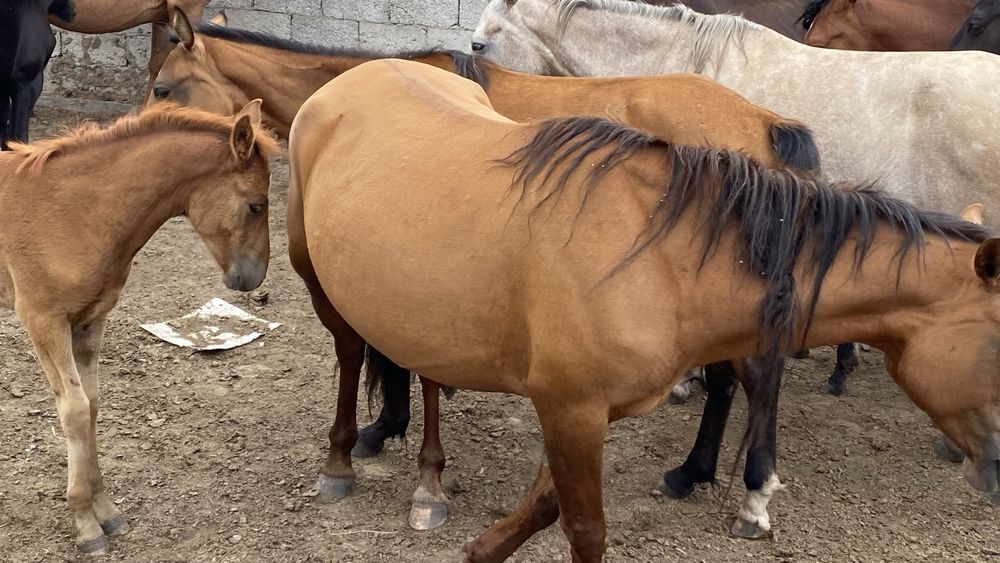 Құлынды бие сатылады