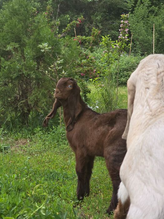 Козочки Камори Биталки!