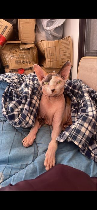 Отдам кошечку сфинкс