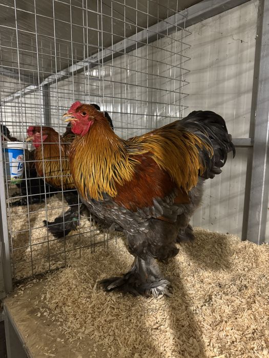 Cocosi Brahma Potarnichiu pe negru si pe albastru