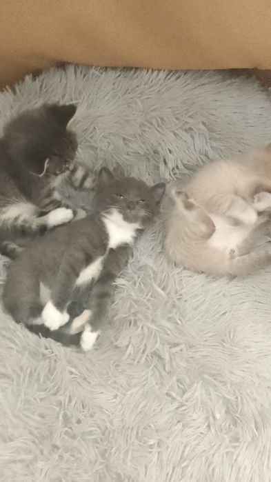 Срочно! Отдам котят,мышеловки.