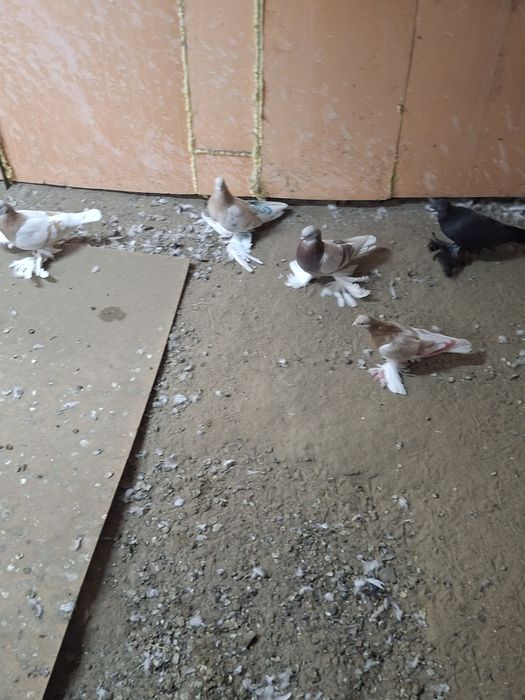 Продам голубей игра гребля тяга