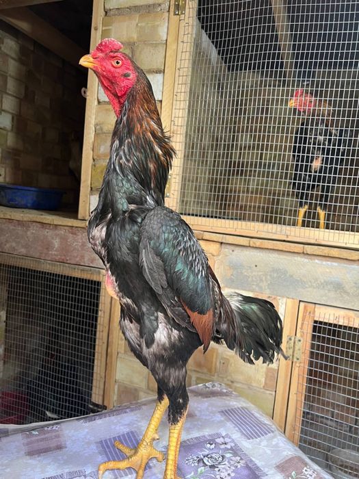 Dakan xoroz sotiladi