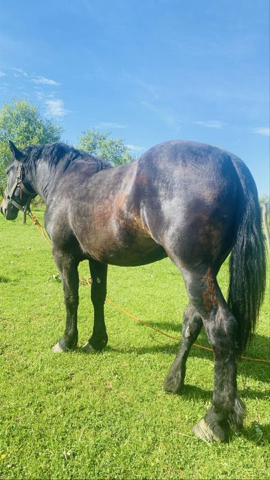 Manza neagra de 2 ani