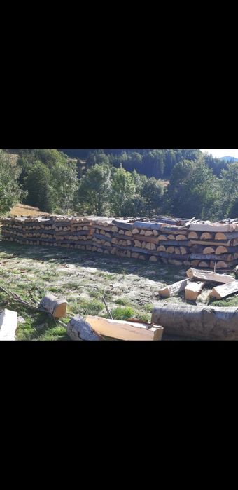 Lemne de fag uscate sau verzi