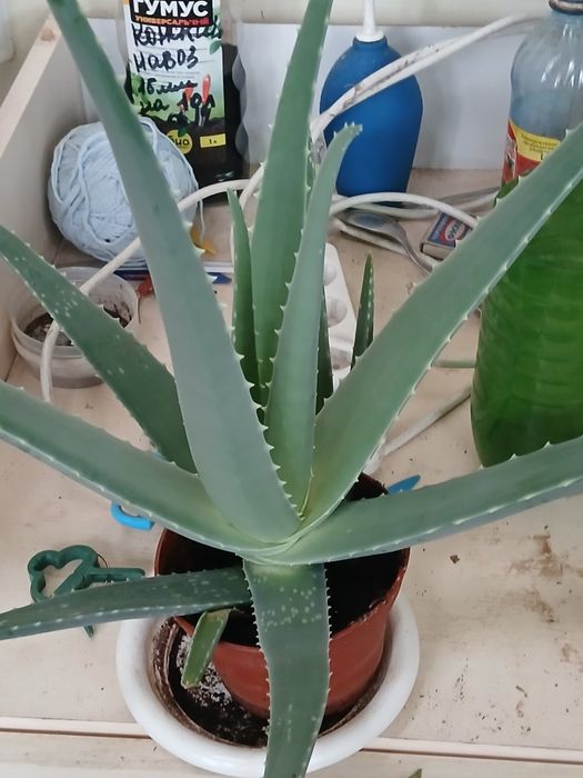 Продам Алоэ Вера