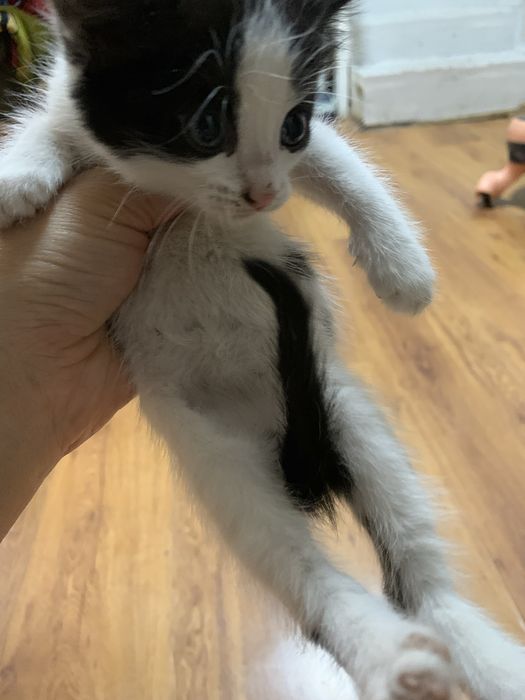 Котята домашние обычной породы