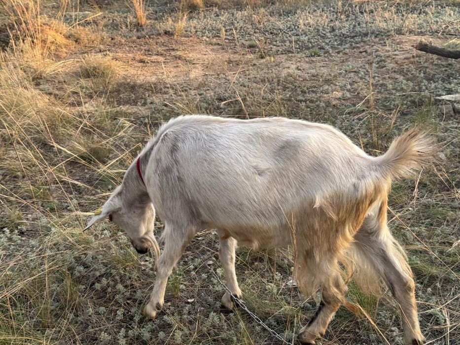 Парода ешкі ірі денелі