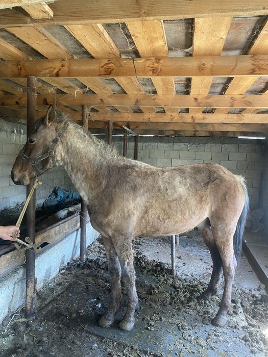 Кунан сатылады 2 ден 3 кетти!