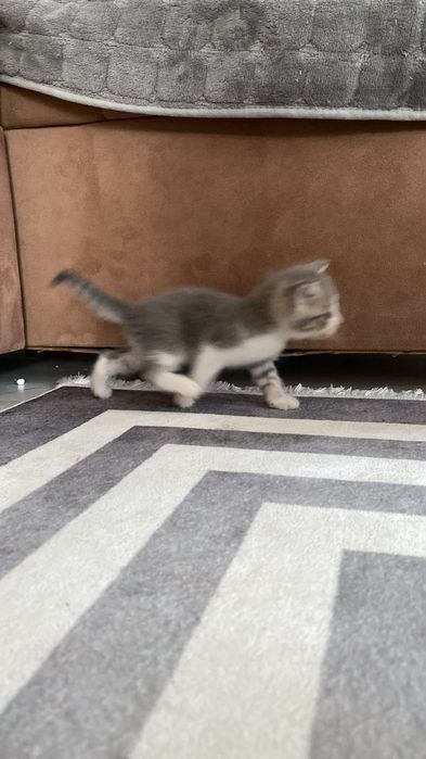 Продам милых котят!