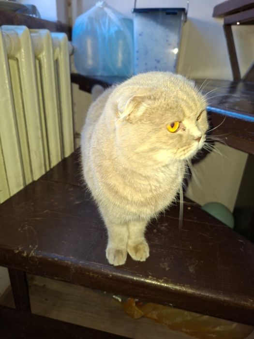 В дар Вислоухая британка