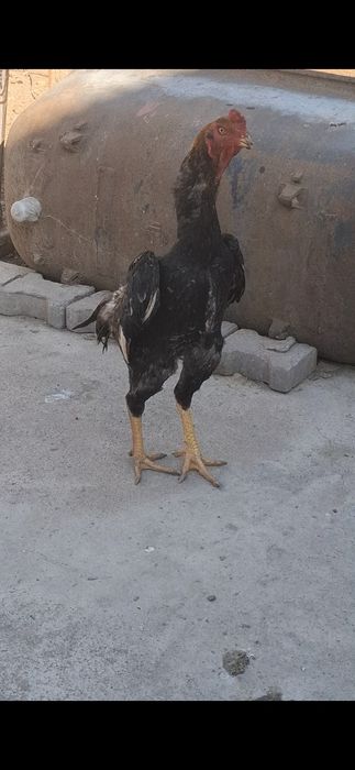 Дакан, Бойцов  шамо