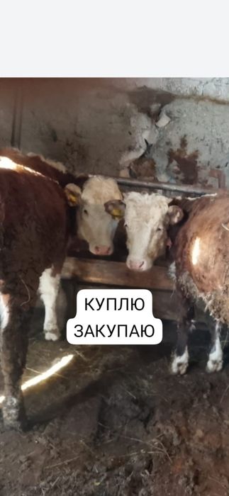 От 6 месяцев бычки и тёлки