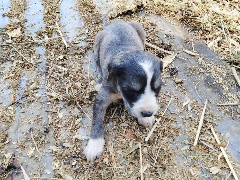 Продам два щенка