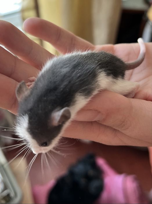 Крысы дамбо резерв продажа красивые