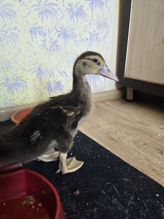 Есть уточки 2 шт продам не дорого!!!