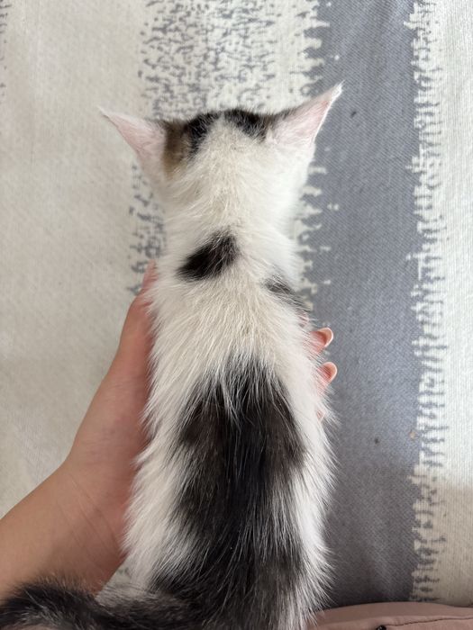 Катенек, котята