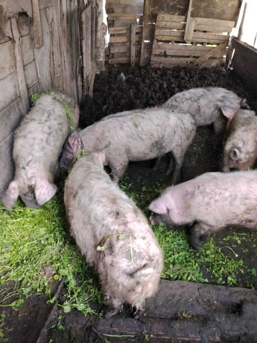 Прасета за продан