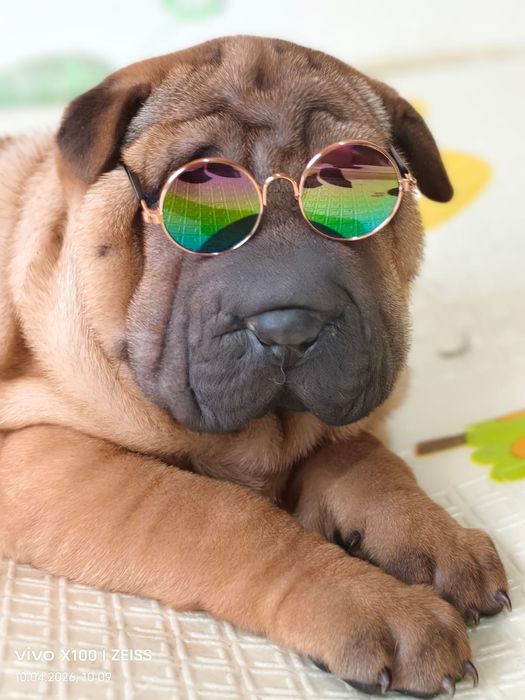 Шикарные щенки шарпея.