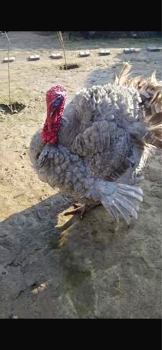 Индюк. Күркетауық