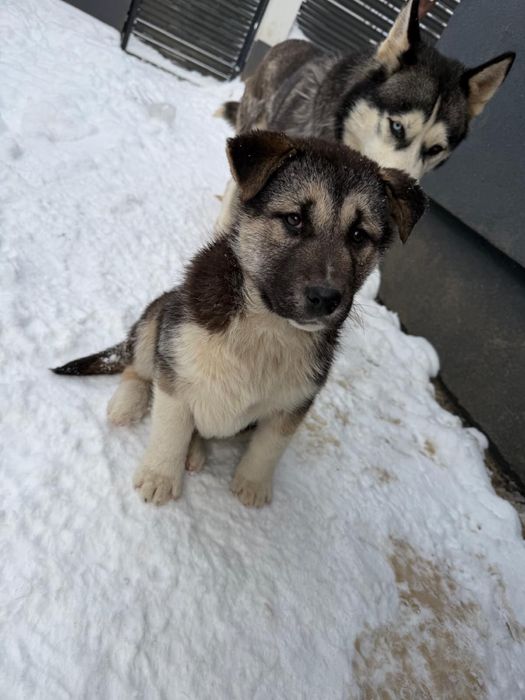 Se dau doi pui de husky