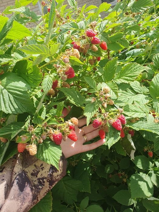 Малина свежемороженная без ГМО