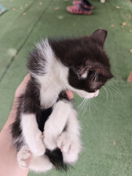 Отдам котят в добрые руки