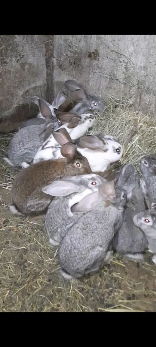 Продам кроликов крупной породы