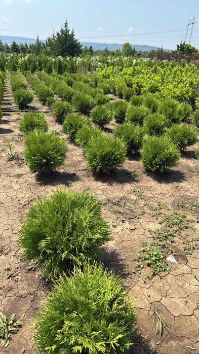 Туя  Смарагд,фастагиата,глобоза,даника, тими тим.