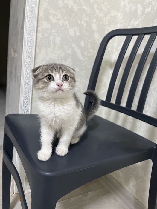 Шатланский мысық