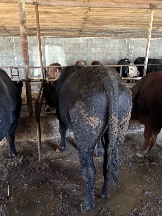 Продам 15 быков с откорма