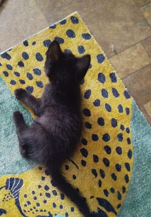 Отдам котика в хорошие руки