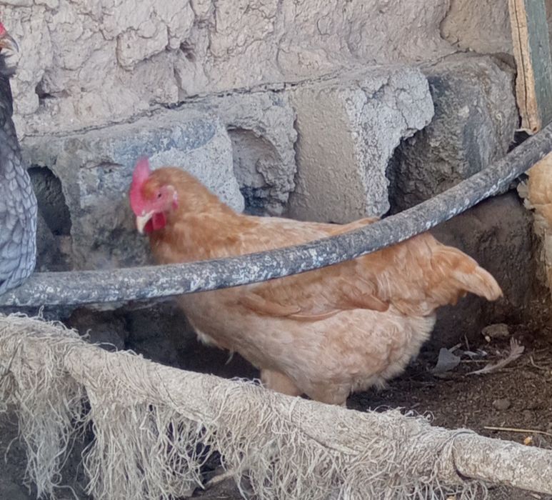 Тауық тауық тауық