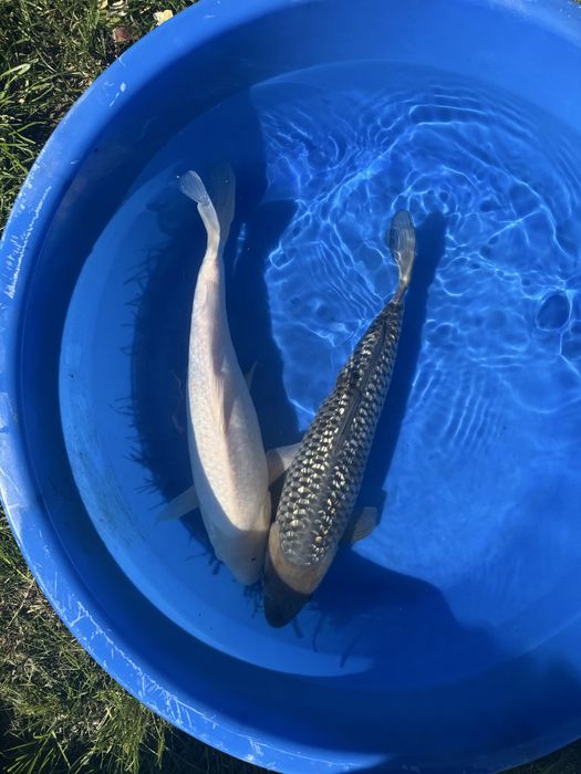 Crapi Koi import Japonia