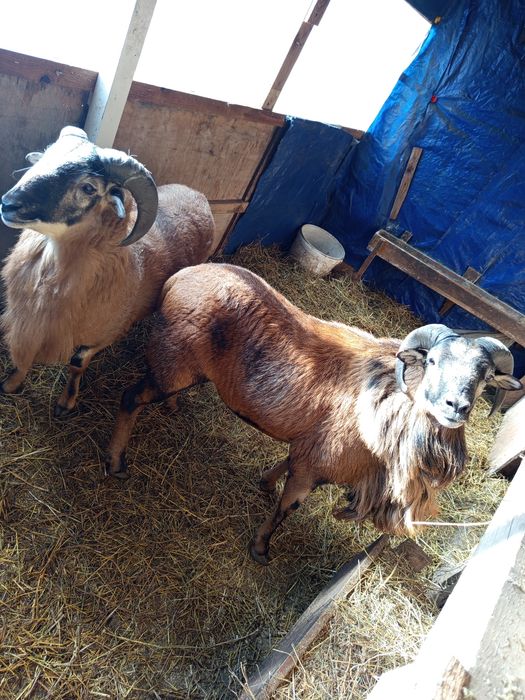 Vând Berbecuți de Camerun