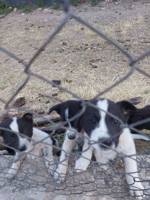 Подаряване кученца