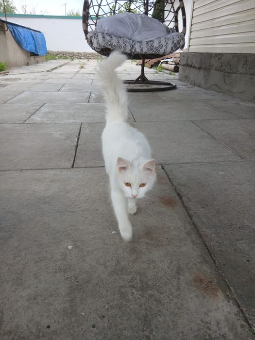 Отдам кошку в добрые руки