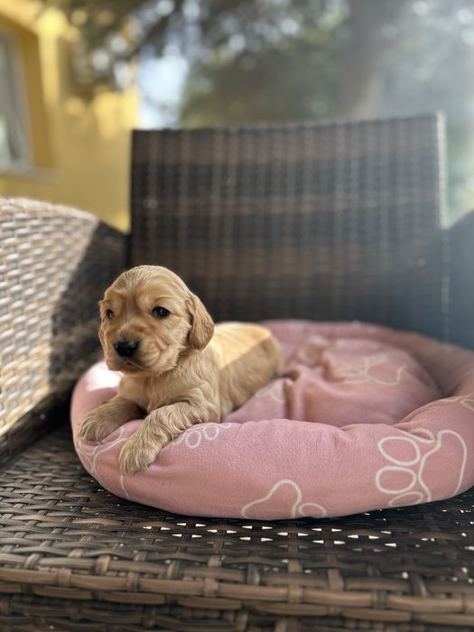 Кокер & лагото кученца