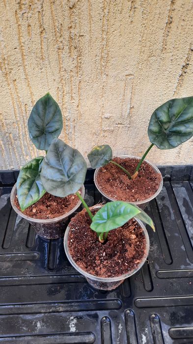 Алоказии различных сортов.