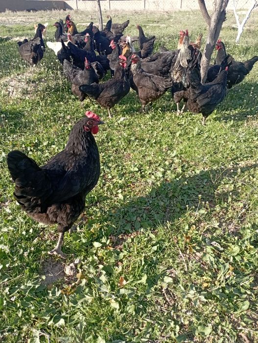 damashni tuxumga zakas olamiz  2500 sum