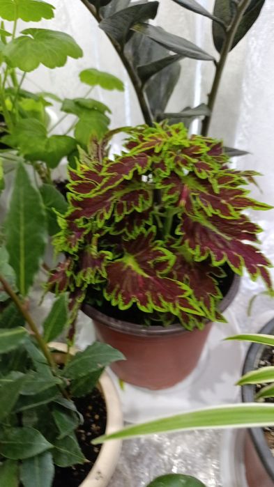 Комнатные цветы, самовывоз