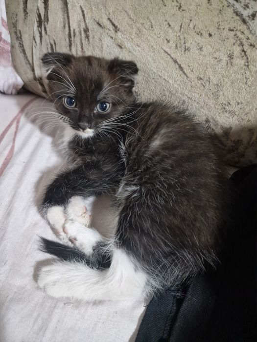 Отдам котёнка в добрые руки