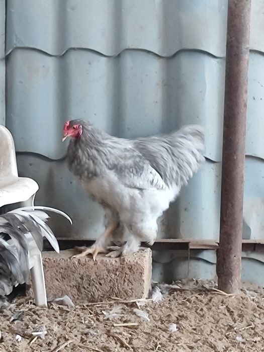 Қораздар сатылады